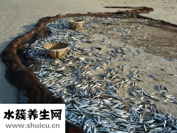 墨鱼炒蛋怎么做