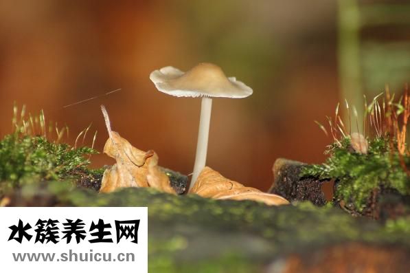 脚上化脓了怎么办