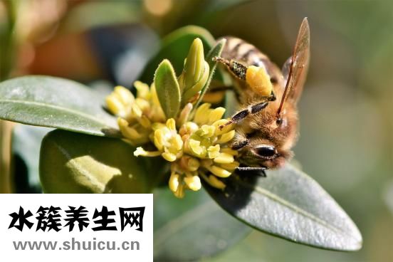 怎么制作黄蜂酒