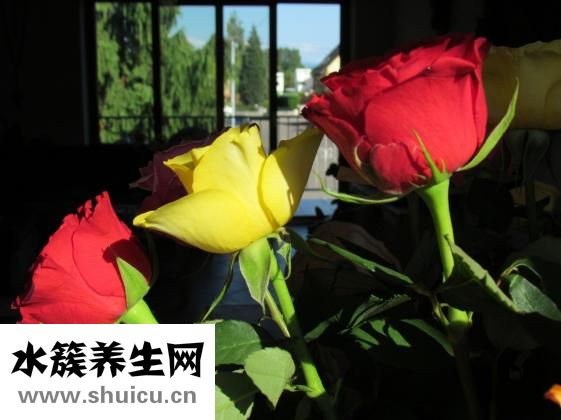 清朝怎么洗头发