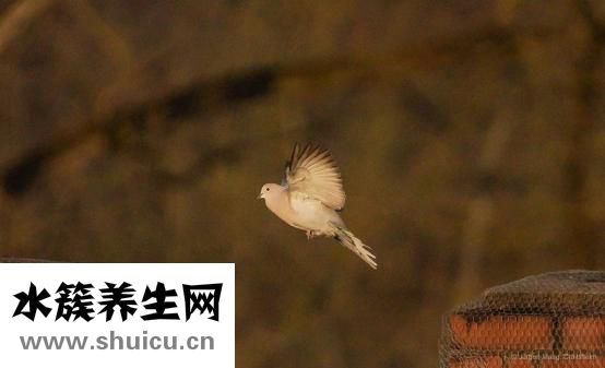 张富源瘦腿怎么做