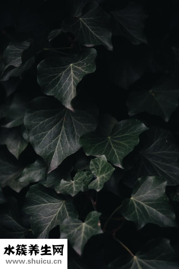 男的头发怎么变浓密