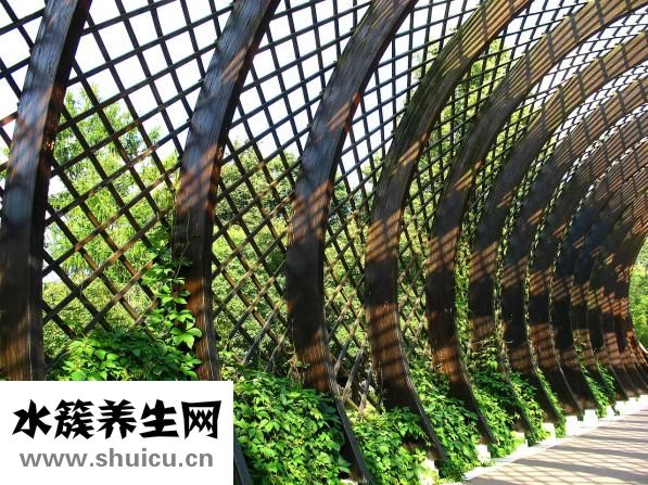 熟猪肝怎么拌