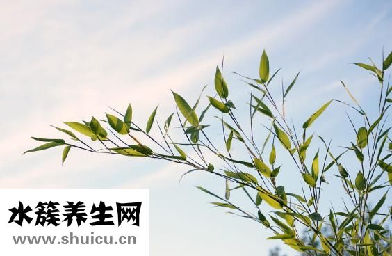 眼睛怎么画的好