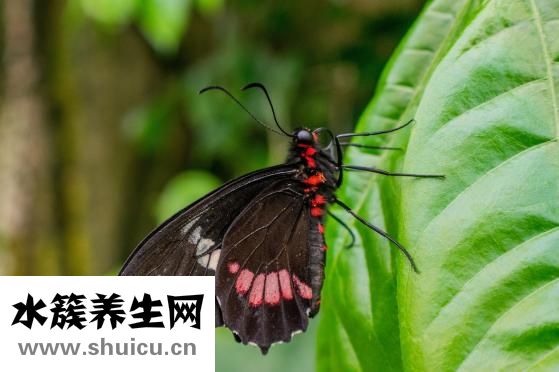 生菜怎么移栽