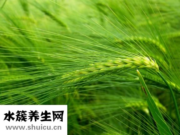 苦麻菜头可治疗头癣吗（马齿苋泡脚对银屑病有帮助吗）
