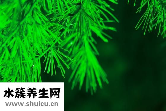竹子是怎么生长的