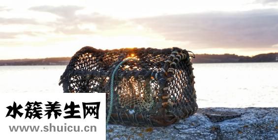 干龙虾怎么吃法