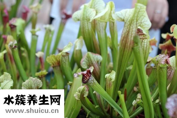 筱怎么改名