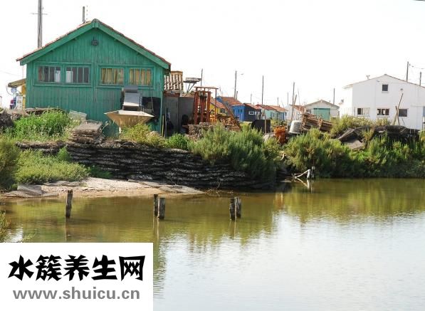新鲜牡蛎怎么洗