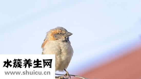 清蒸鲈鱼怎么切