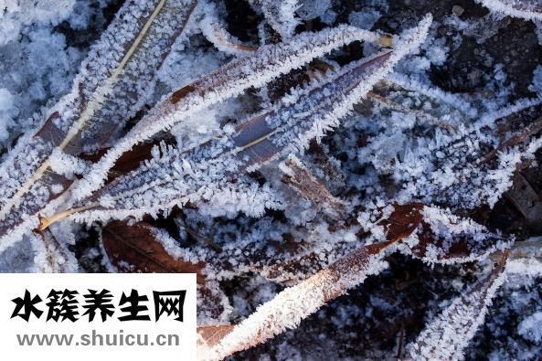 狗狗耳朵不好怎么办