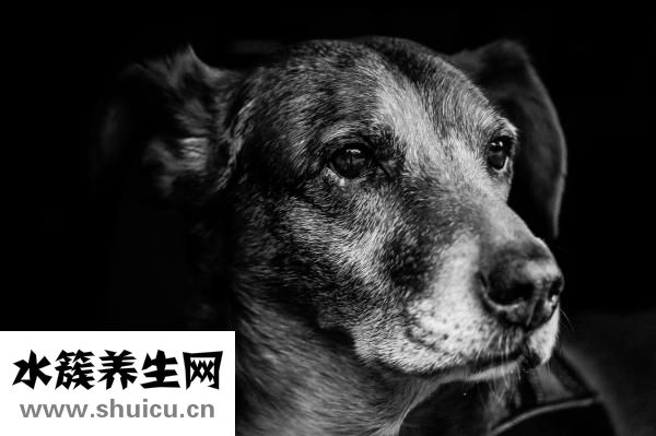 狗狗呛气管怎么办