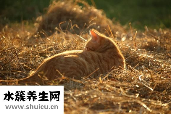 手背上长斑怎么回事
