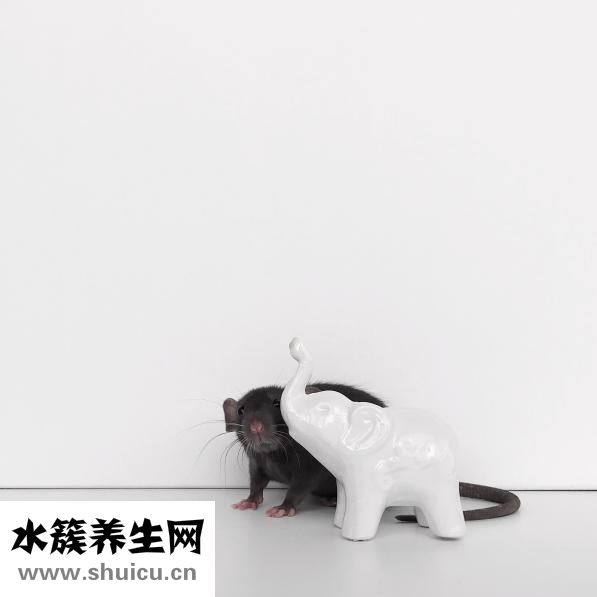 泰迪狗腿断了怎么办