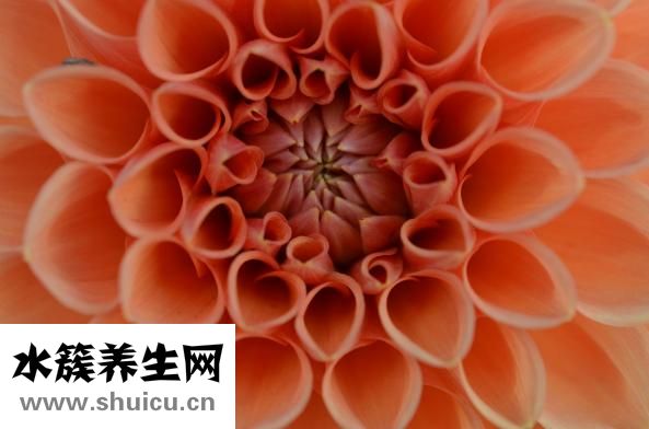 狗狗耳朵不好怎么办