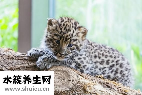遇到豹子怎么办