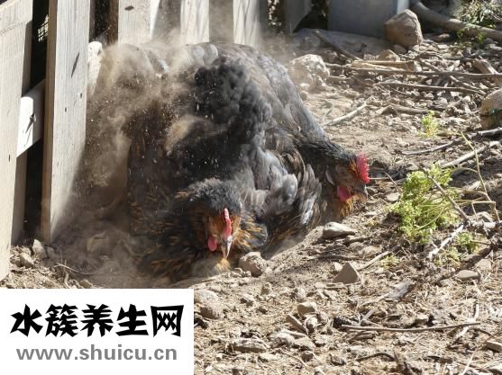 衣服吸灰尘怎么办