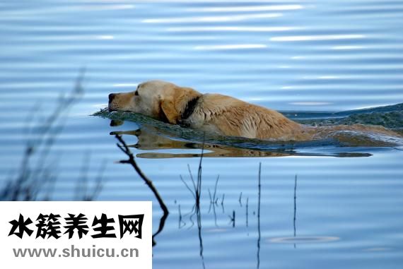 泰迪狗腿断了怎么办