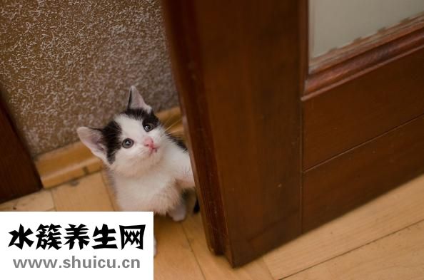 虎斑猫怎么看品相