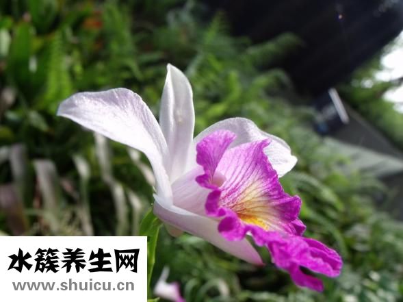 石斛兰花怎么养