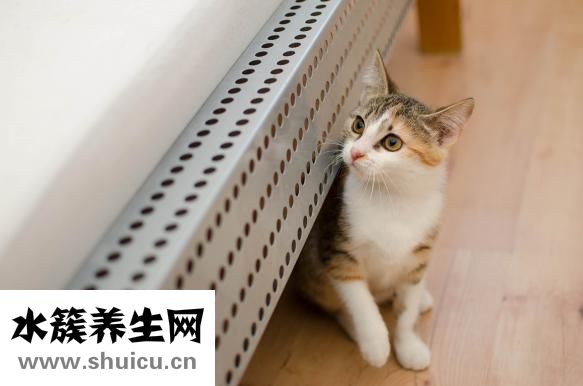虎斑猫怎么看品相