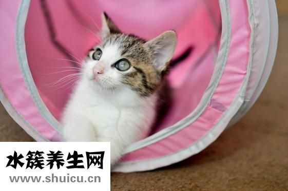 虎斑猫怎么看品相