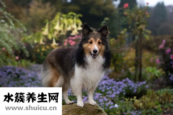 泰迪狗腿断了怎么办