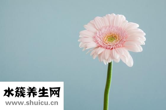 蜜枣花怎么钩