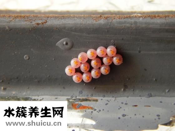 腌好的鸡蛋怎么保存