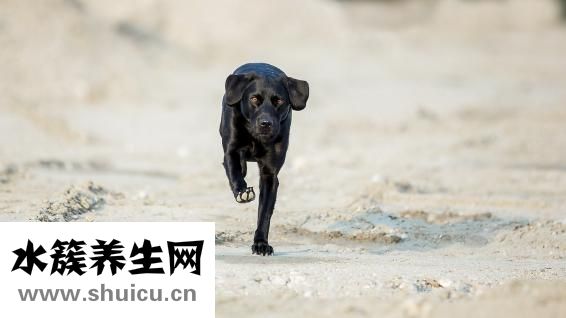 泰迪狗腿断了怎么办