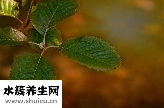 香菜怎么晒