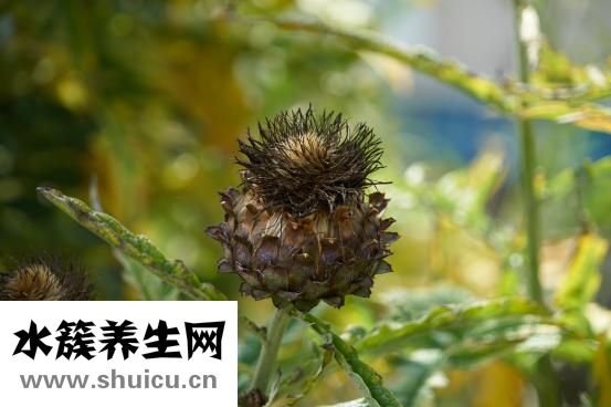 长期尿分叉怎么治