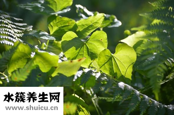 香菜怎么晒