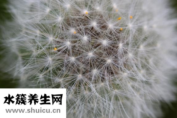 鱼缸水草种子怎么种