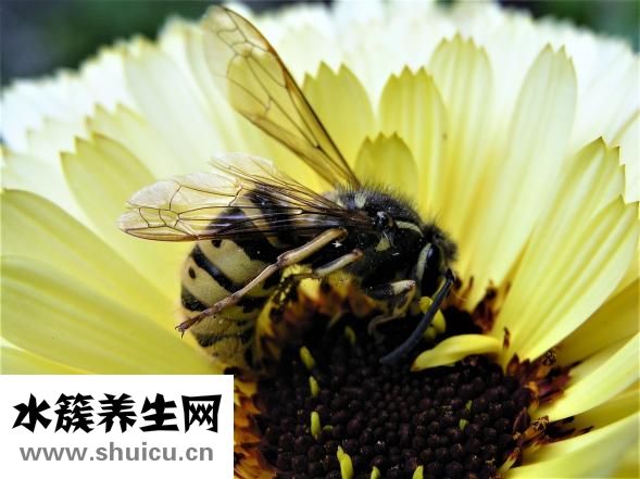 黄色花粉怎么洗