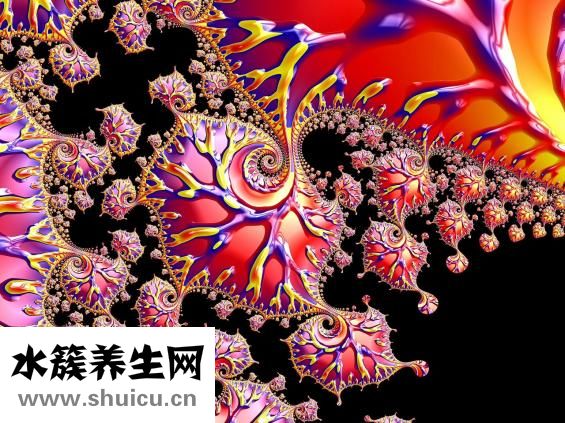 冬虫草筒骨汤怎么煮