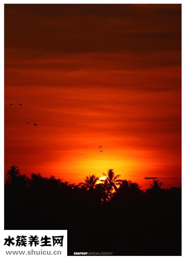 鸡蛋怎么煮成金黄色