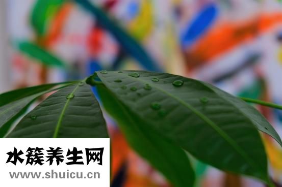 长期尿分叉怎么治