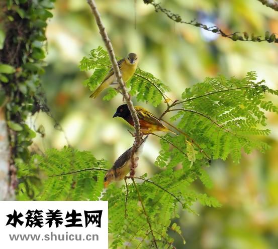野生壁虎怎么养