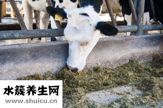 保湿精纯霜怎么用
