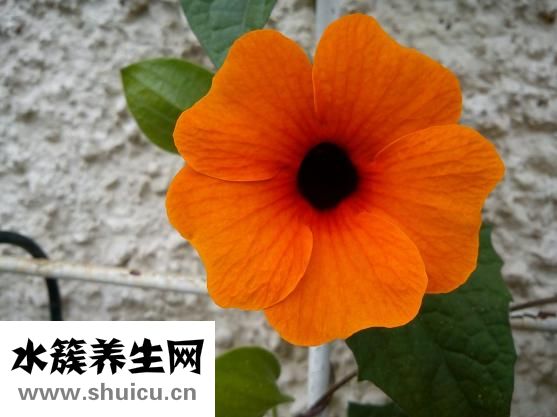 黑眼珠发白是怎么了