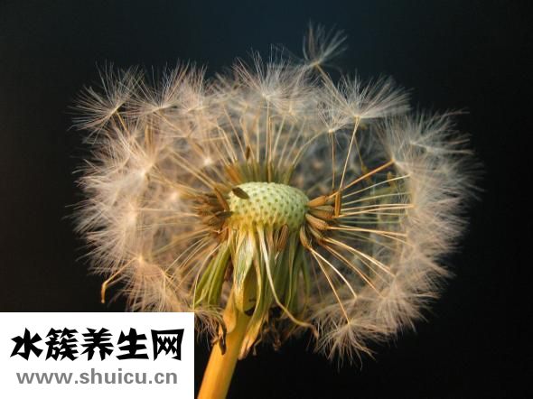吃完的石榴籽怎么种