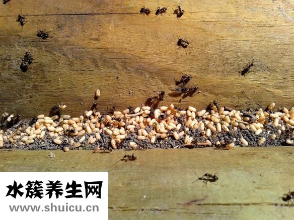 鸡蛋脆饼怎么做