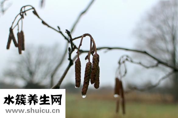 吃完的石榴籽怎么种