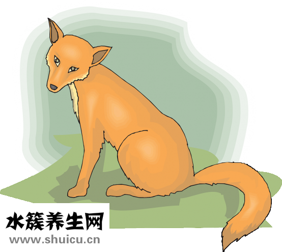 鹿尾巴怎么做？煮沸后取出浸泡半小时即可食用