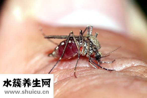 鼻动脉出血怎么治疗