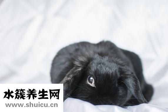 兔子要怎么摸？可以试着把兔子弄脏一点！