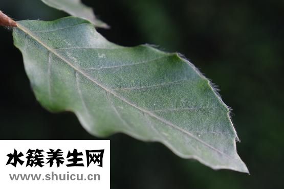 香菜怎么晒