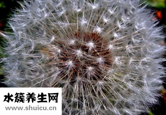 鱼缸水草种子怎么种